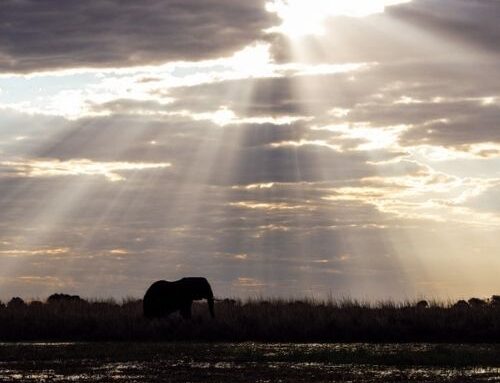 Going on the Chobe River Sunset Cruise